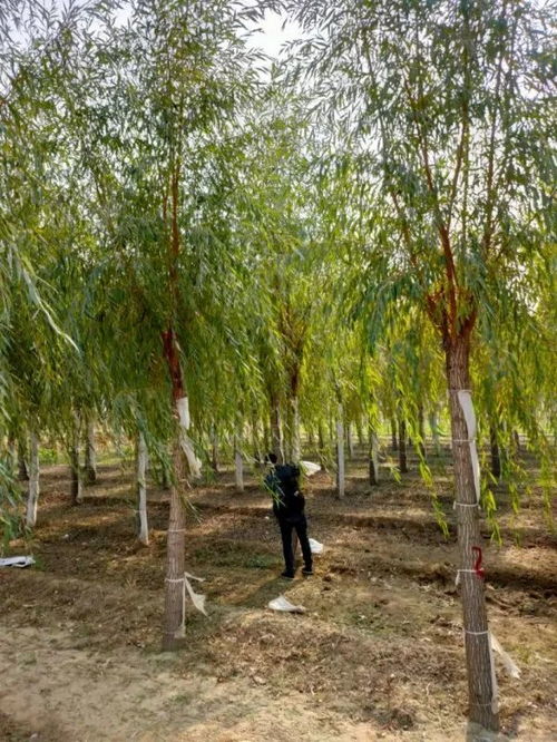 保定市邦秀園林綠化工程有限公司成功入駐苗木通，專供精品金枝槐與垂柳，助力造林綠化項目