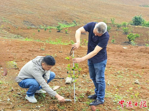 抽檢合格率100% 專家組高度肯定常德造林地苗木質量