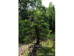 產地直銷一級優質綠化苗木與精品樁頭，助力綠色造林事業