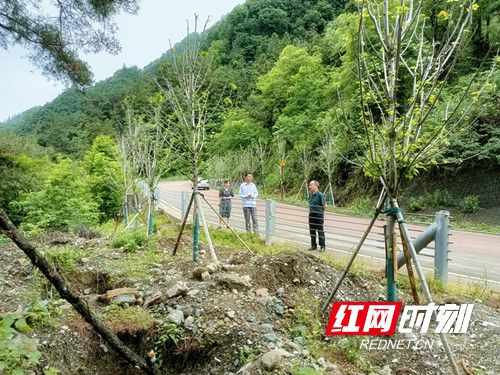 武陵源區林業局開展多彩森林廊道建設造林苗木成活率檢查