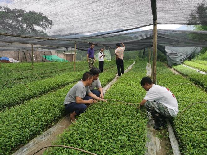 德宏州林業(yè)和草原局對2020年雨季造林苗木質(zhì)量進(jìn)行例行監(jiān)督檢查